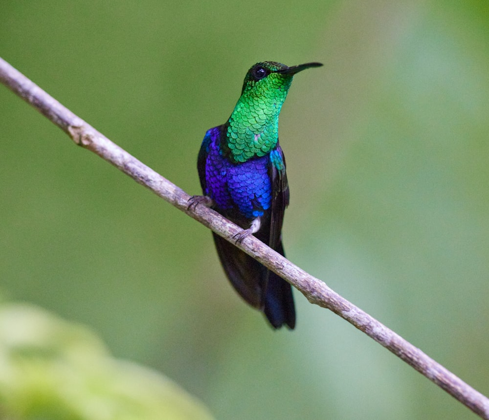 a small colorful bird sitting on a branch