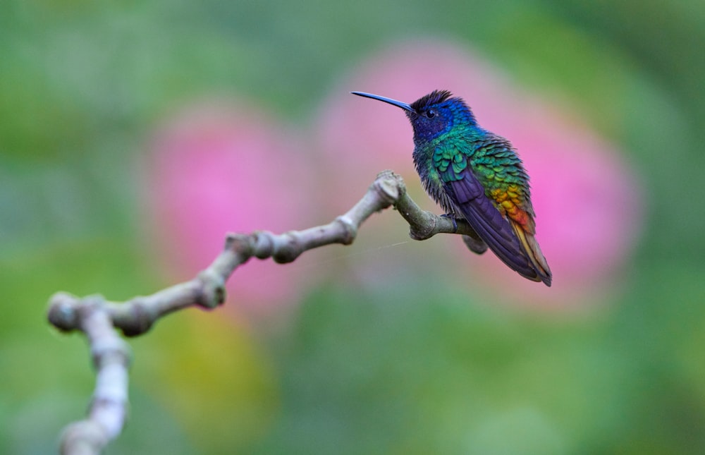 a colorful bird sitting on a branch of a tree