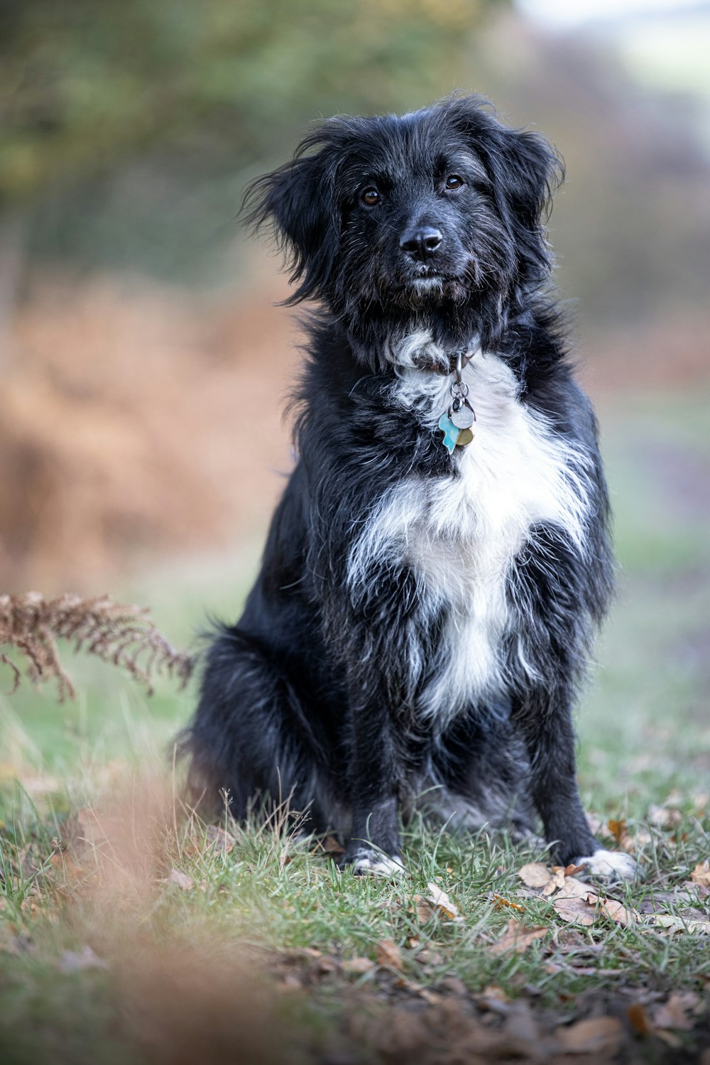 a black and white dog sitting in the grass