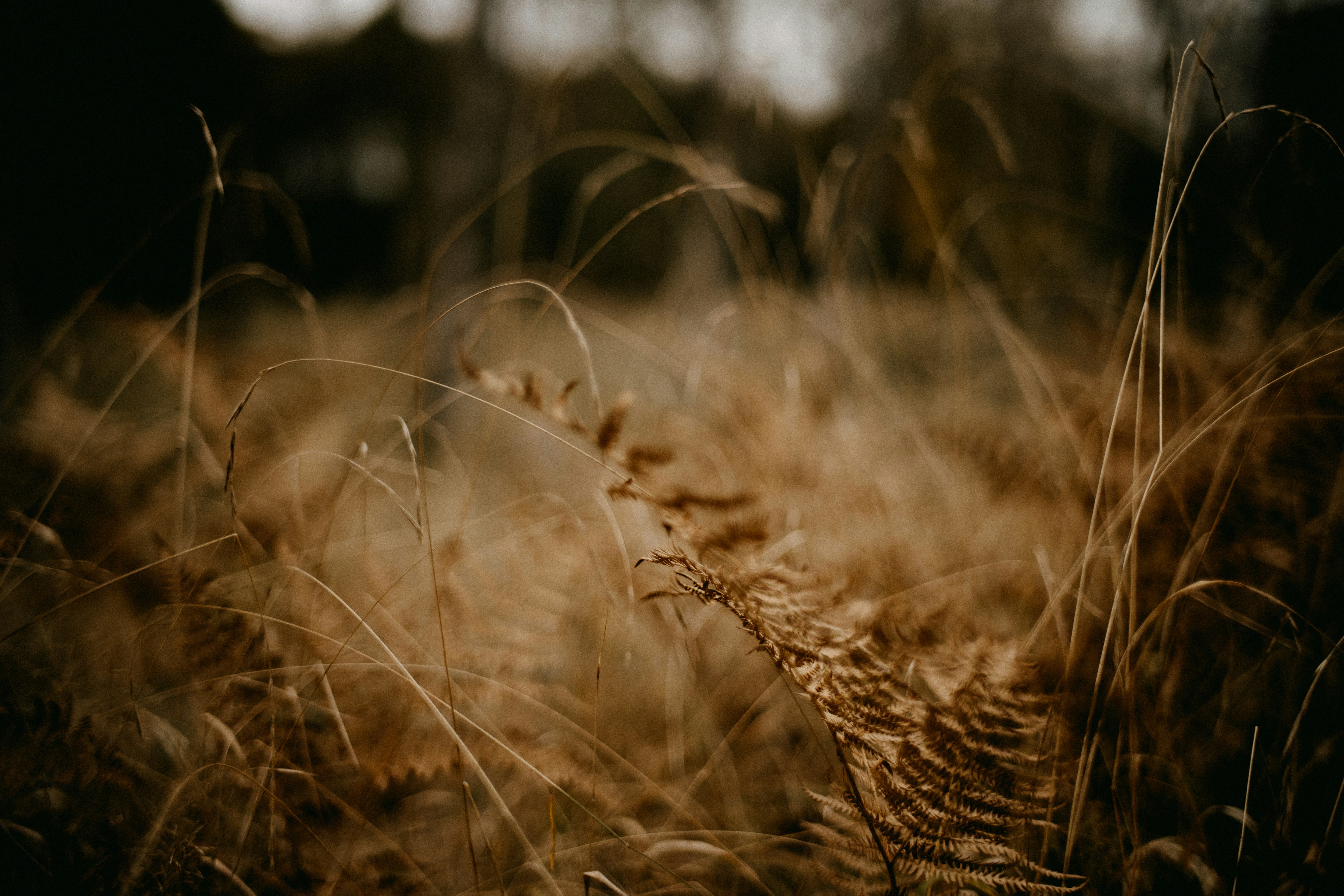 Photo by anniespratt