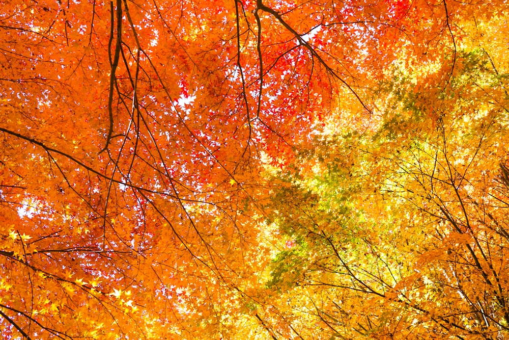 a group of trees with orange and yellow leaves