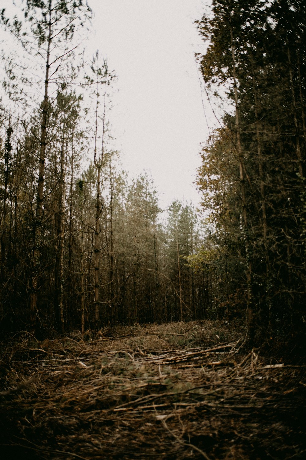 a tree in a forest