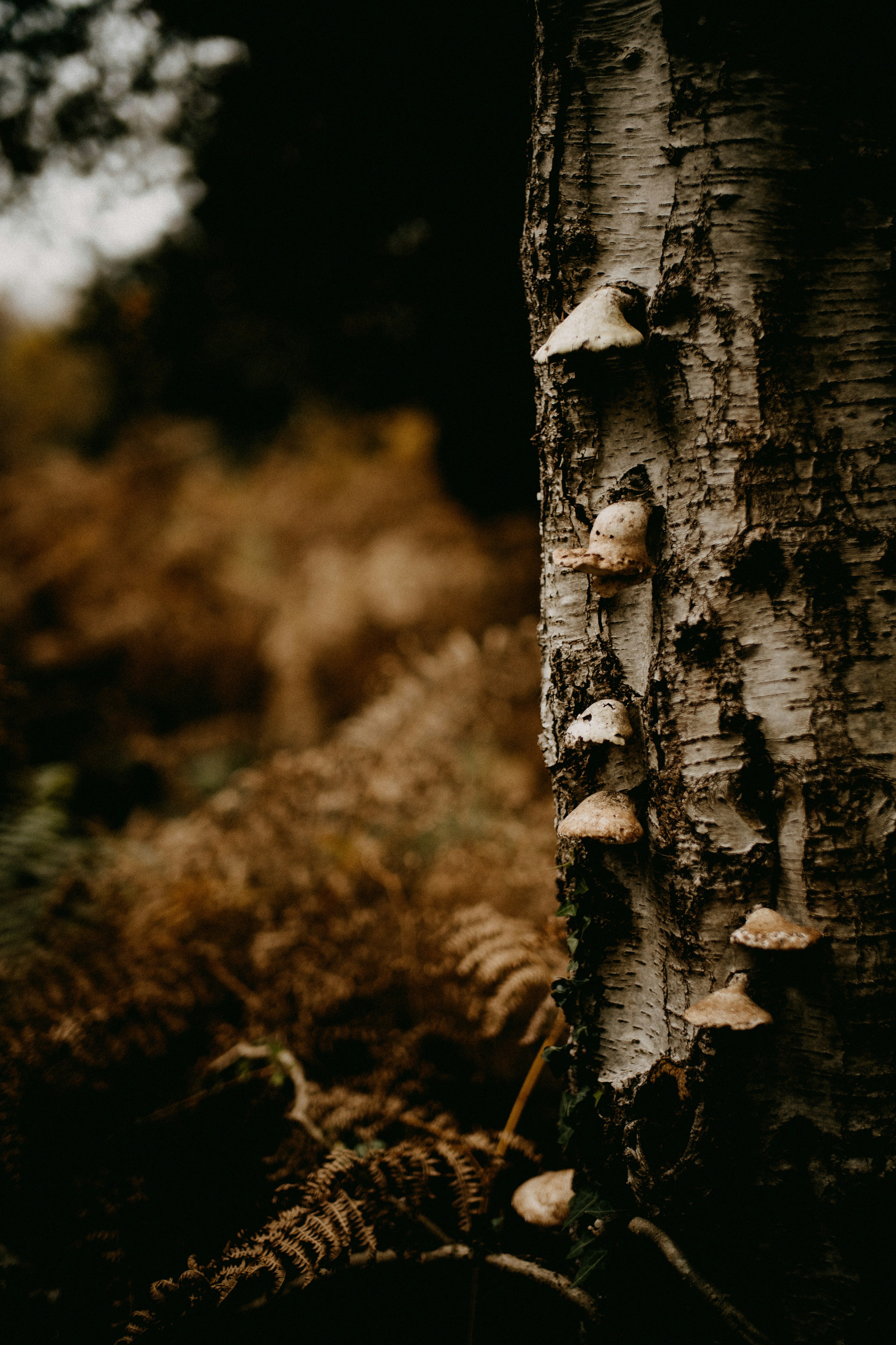 Photo by anniespratt