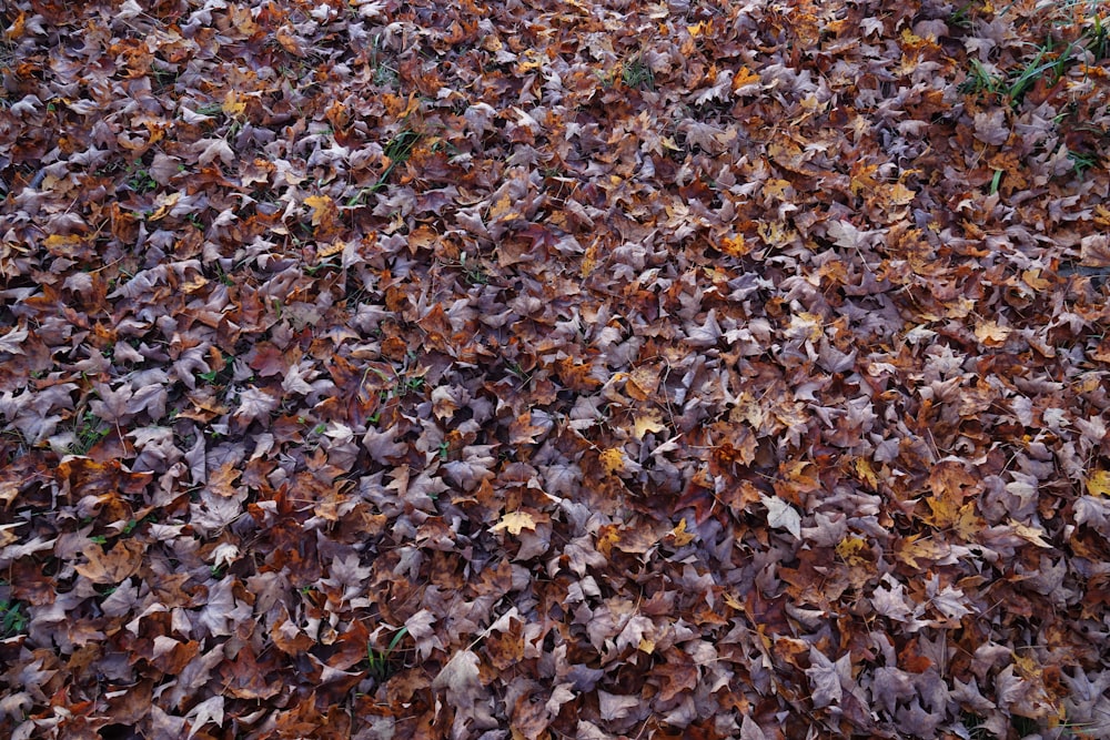 a close up of a leaf covered forest