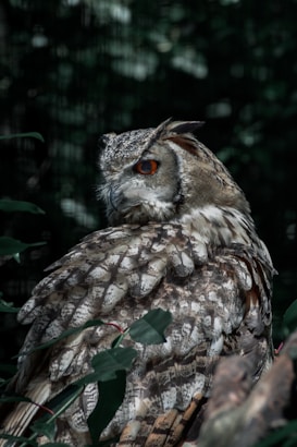 A detailed close-up of an owl perched among green leaves and branches. The owl's plumage features a mix of earthy tones, including browns, beiges, and whites, with a striking set of orange eyes that stands out. The image captures the owl in a side profile, emphasizing its textured feathers and focused gaze.