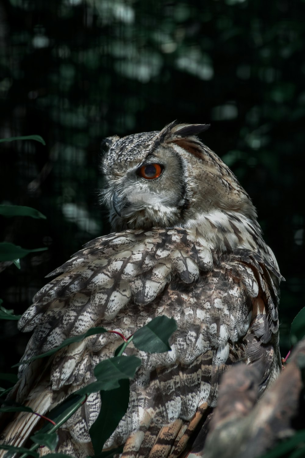 an owl is sitting on a tree branch