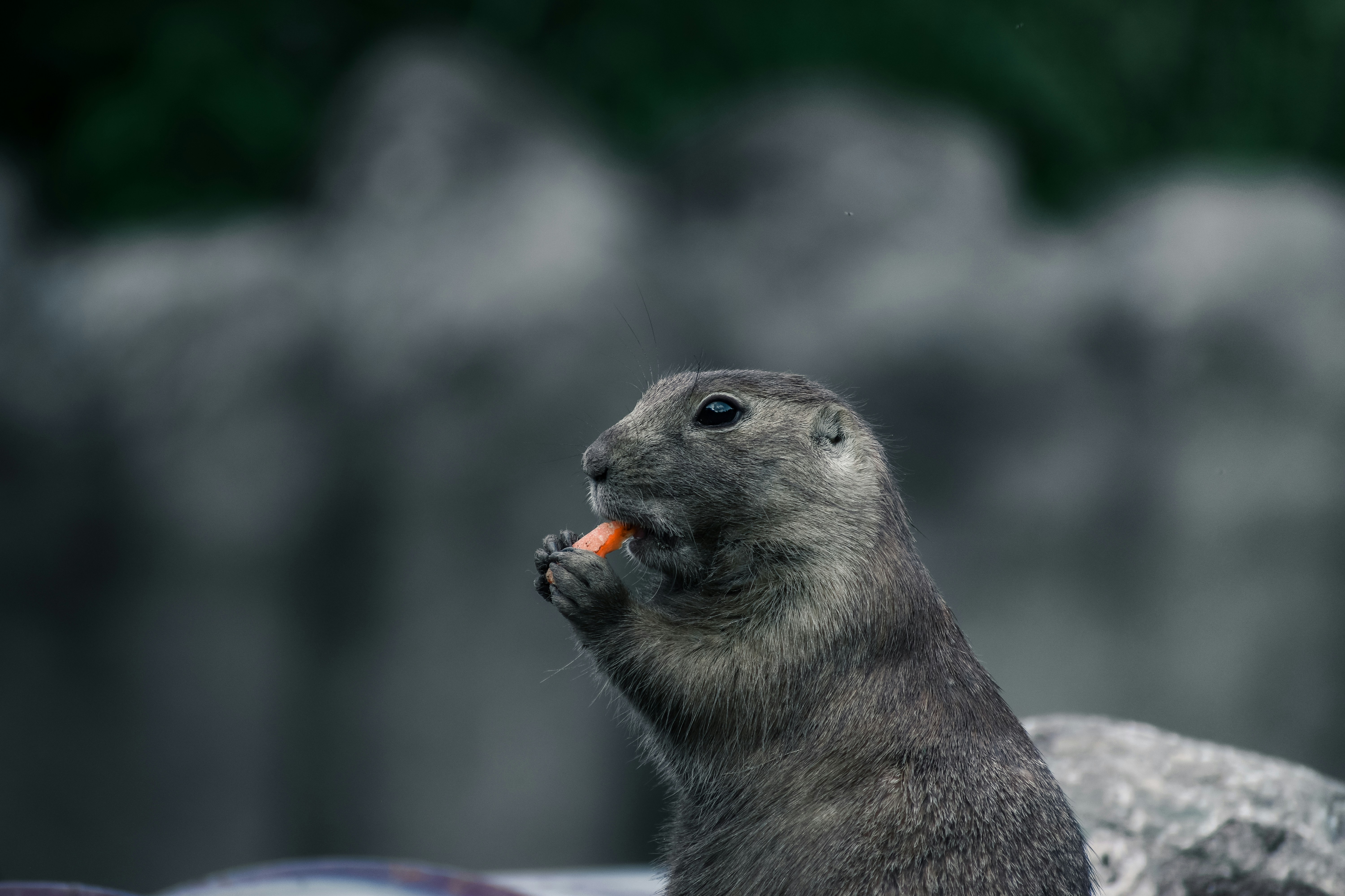 a small animal eating a carrot in its mouth