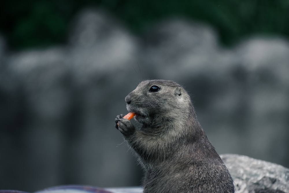 a small animal eating a carrot in its mouth