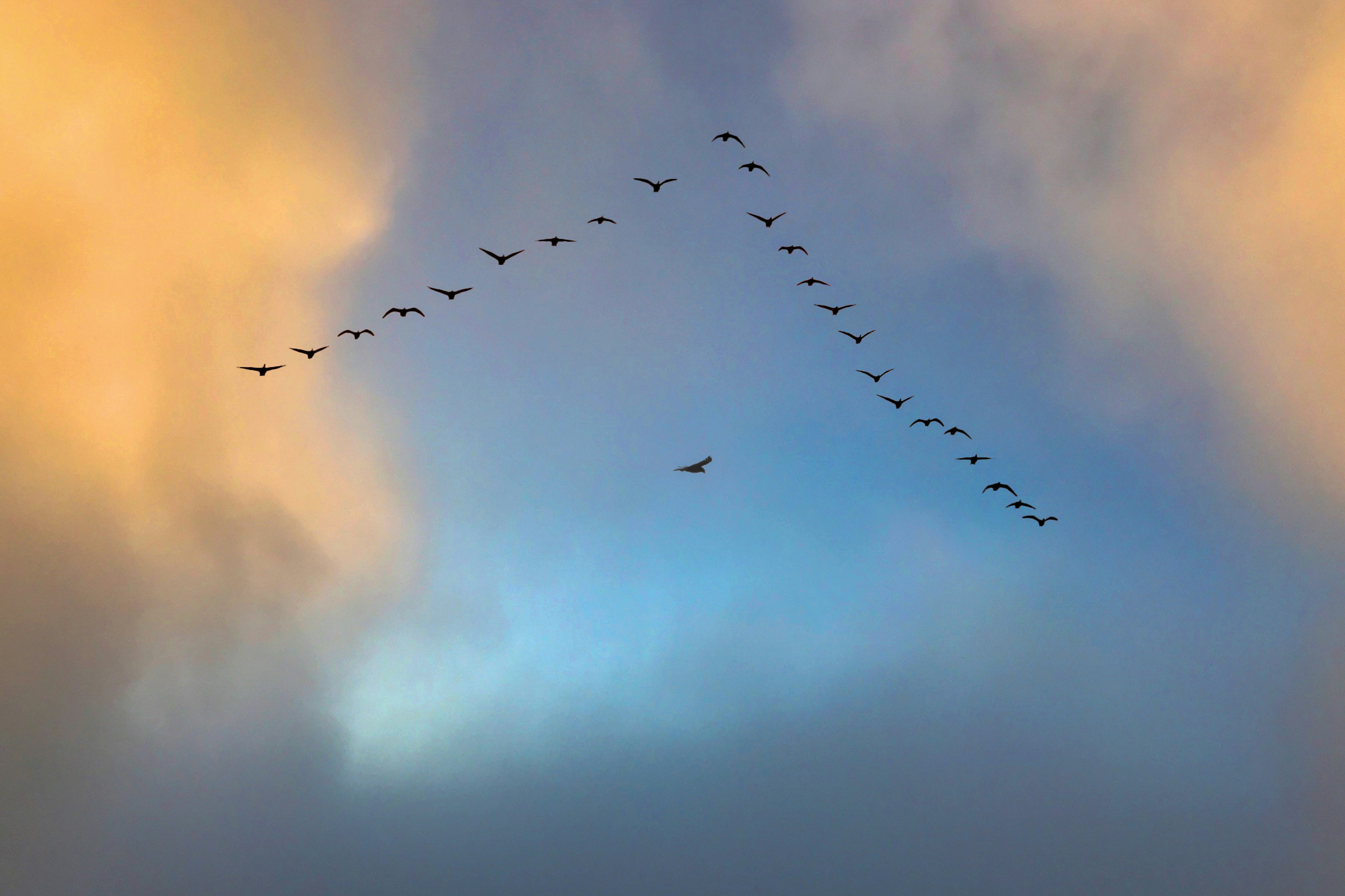 Ein Vogelschwarm fliegt durch einen bewölkten Himmel