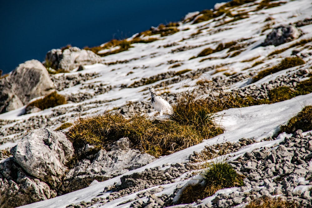 a white bird sitting on top of a snow covered slope