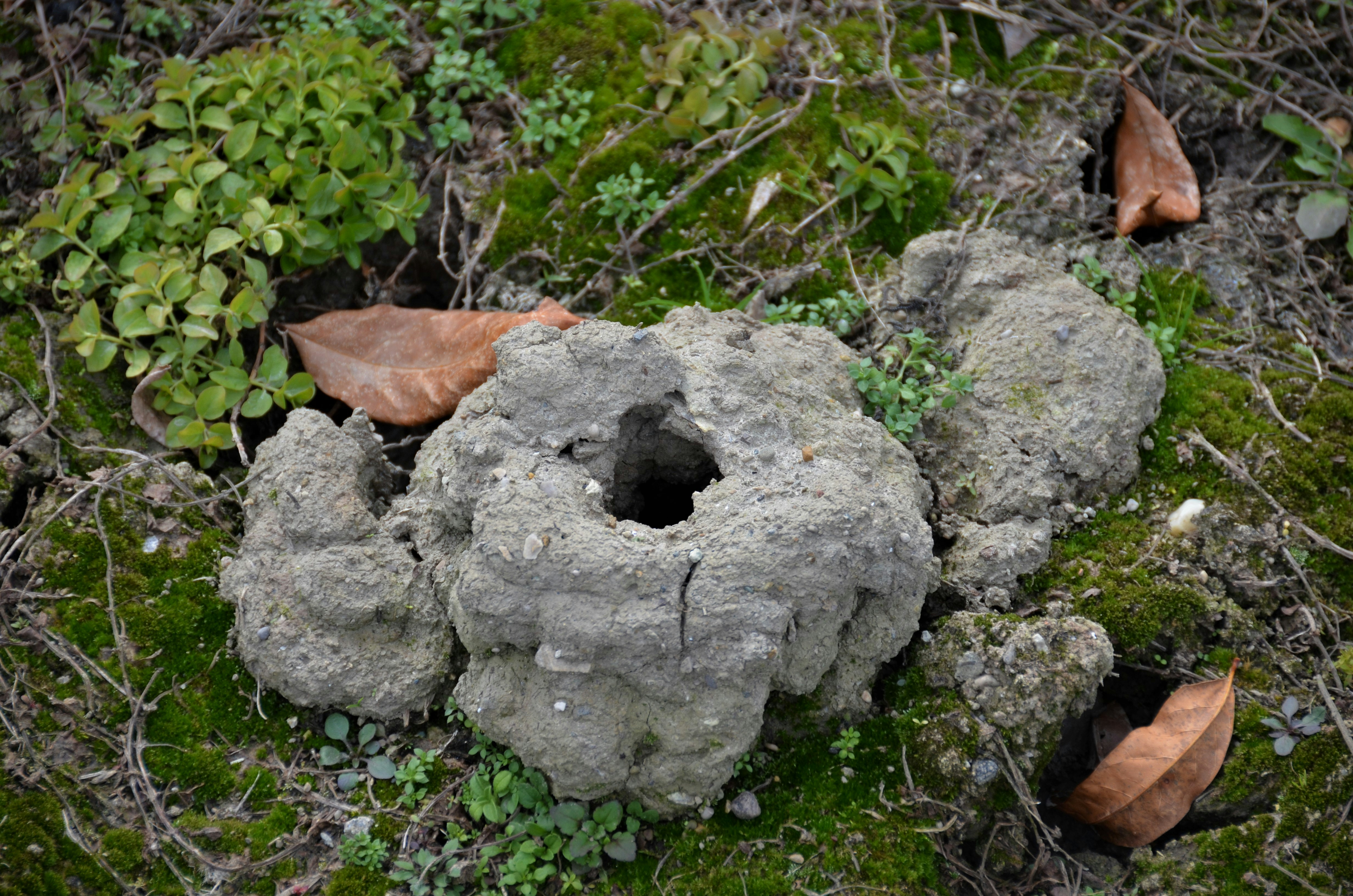 Diagram of an ant colony structure