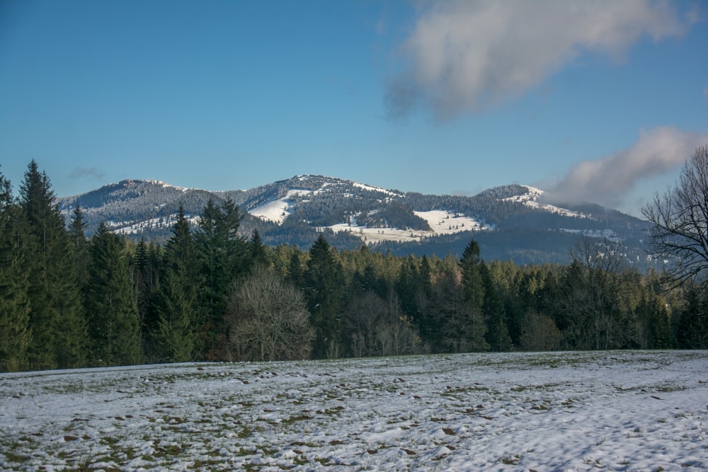 a snowy field with trees and mountains in the background