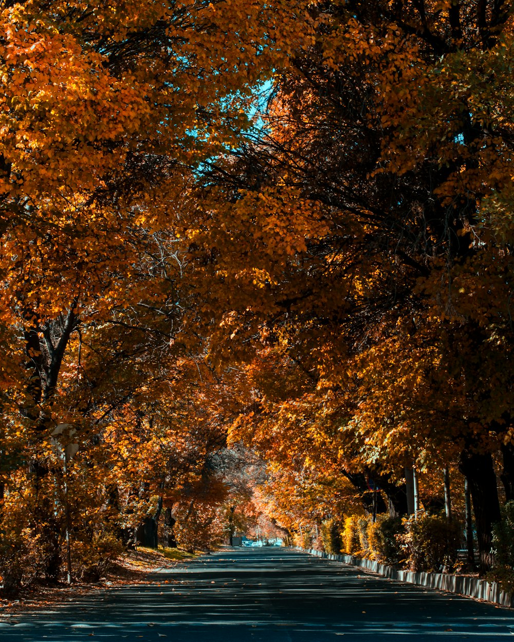 a road lined with trees with orange and yellow leaves