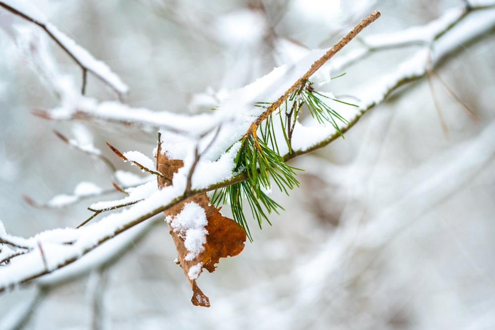 un ramo di un albero coperto di neve