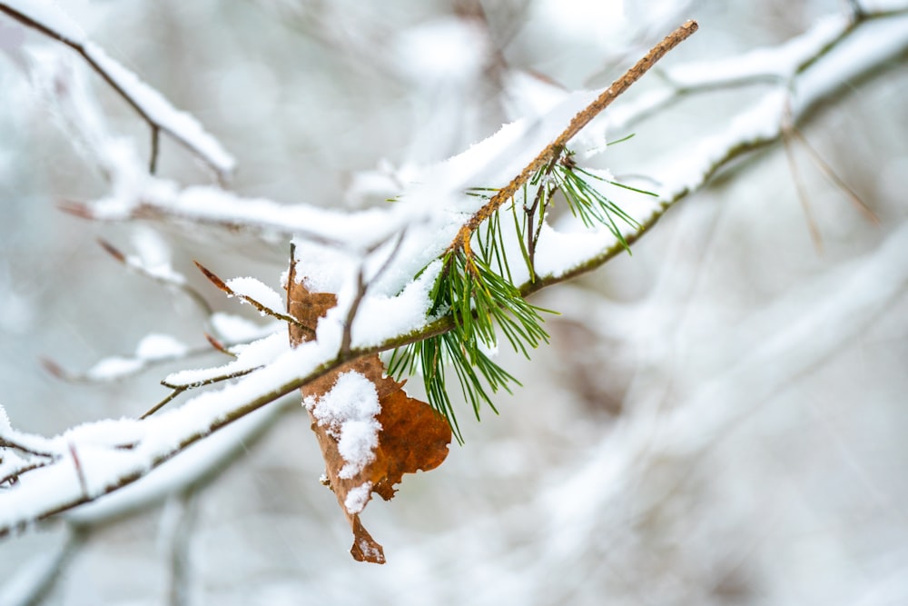 a branch of a tree covered in snow