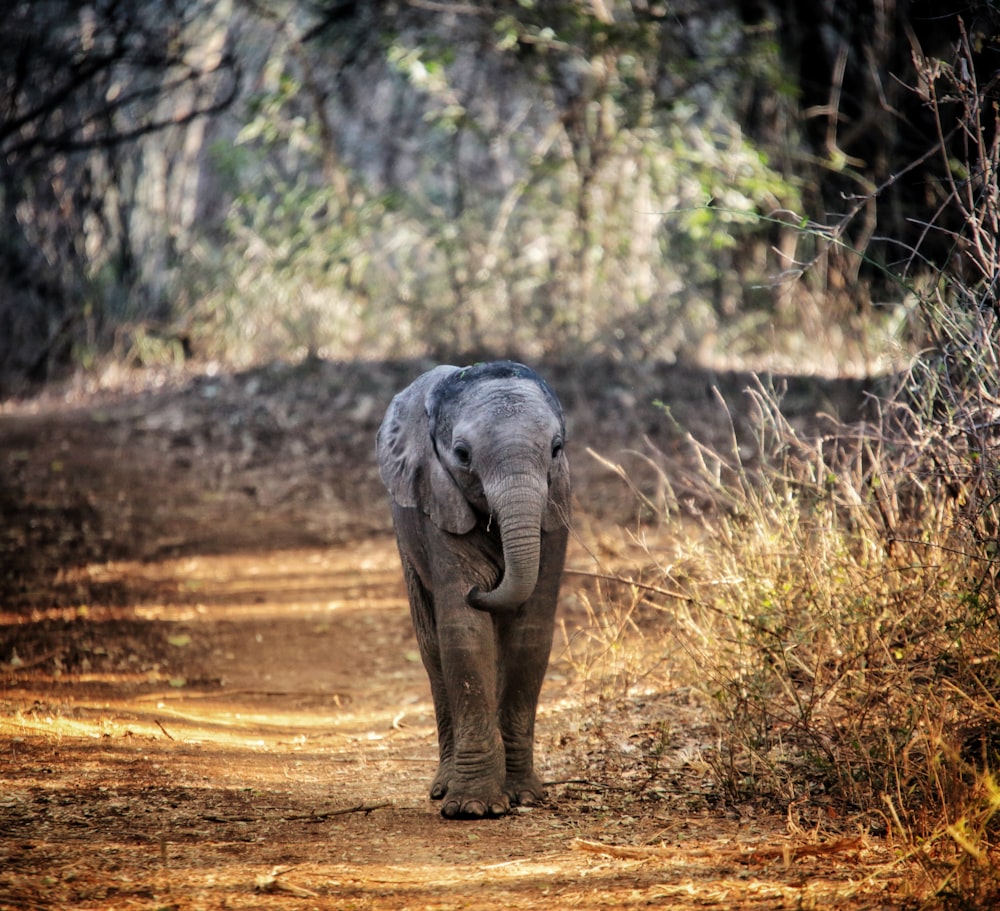 a baby elephant walking down a dirt road