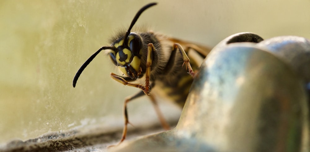 a close up of a bee on a window sill