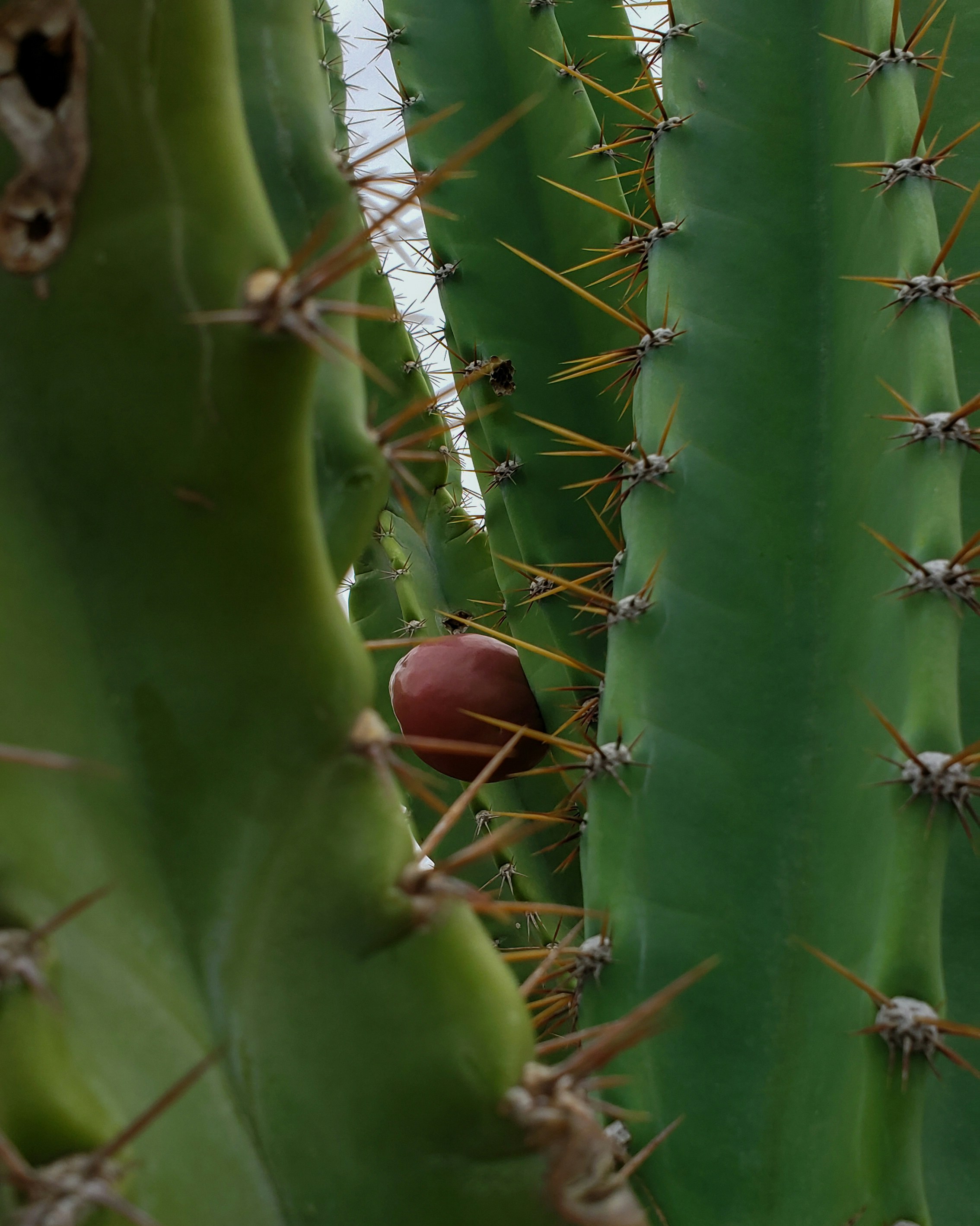 Discover the Health Benefits of Adding Cactus to Your Meals