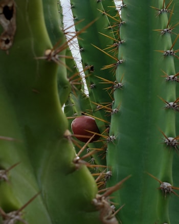 Thick green cactus stems with prominent brown spines are interspersed with a single red cactus fruit nestled among them.