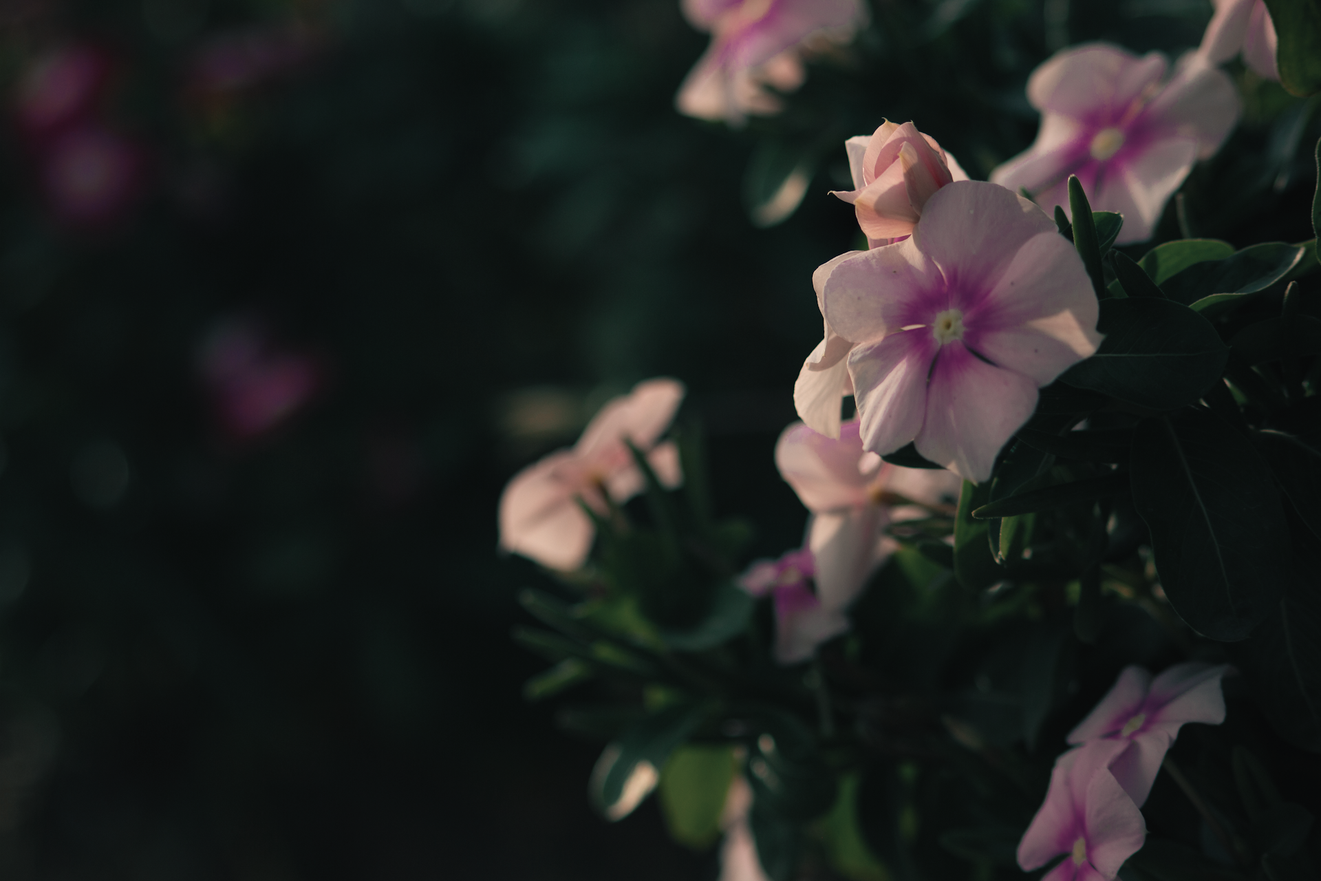 a bunch of pink flowers that are blooming