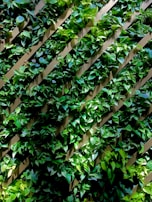 A vertical garden features lush green foliage with various shades of green leaves growing on diagonal wooden slats. Sunlight partially illuminates the leaves, creating a dynamic pattern of light and shadow.