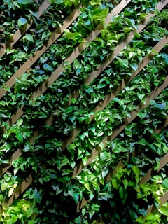 A vertical garden features lush green foliage with various shades of green leaves growing on diagonal wooden slats. Sunlight partially illuminates the leaves, creating a dynamic pattern of light and shadow.