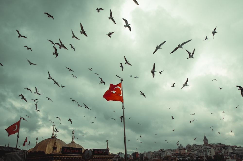 a large flock of birds flying over a city