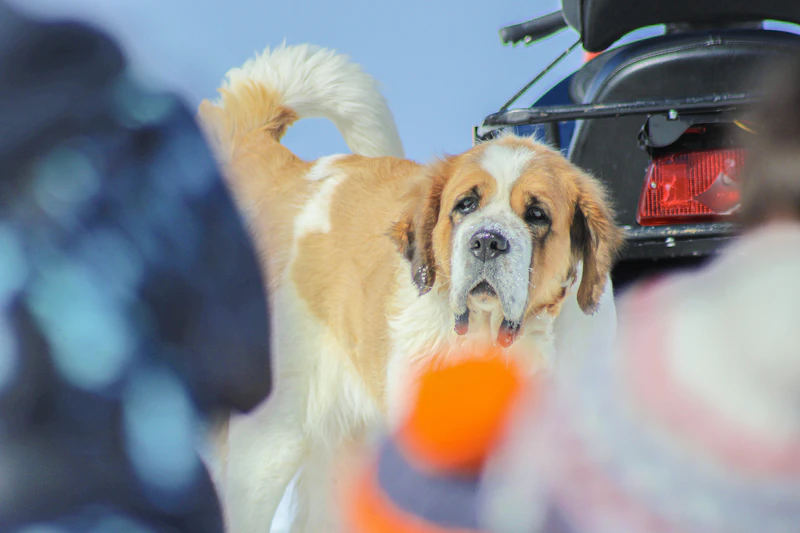 Best Pet-Friendly Hotels and Stays in Almaty for Travelers With Furry Companions