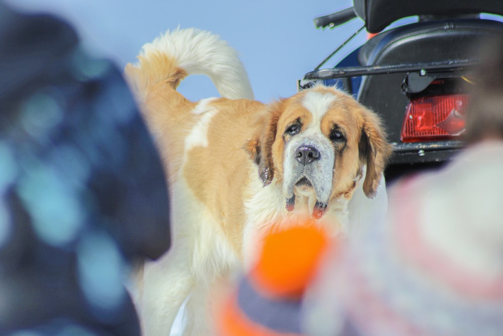 a brown and white dog standing next to a car