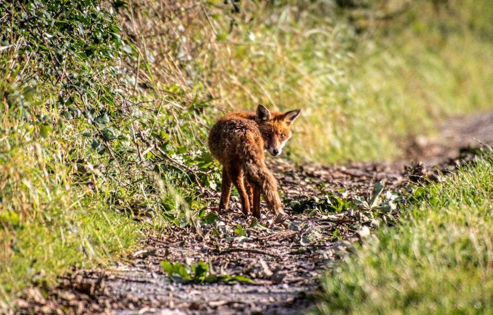 未舗装の道路の上に立つ小動物