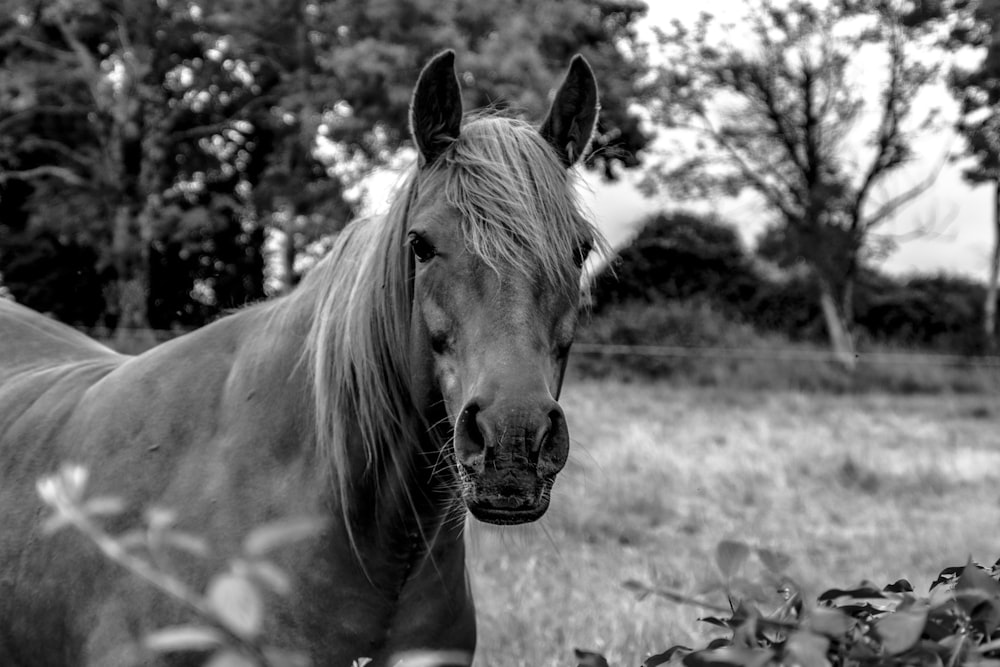 a black and white photo of a horse in a field