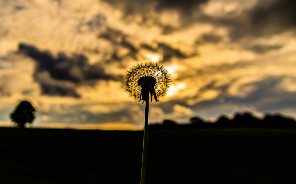a dandelion in front of a cloudy sky