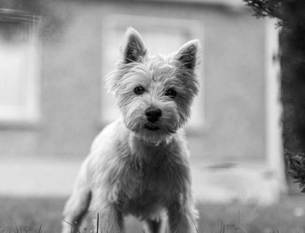 a small white dog standing on top of a grass covered field