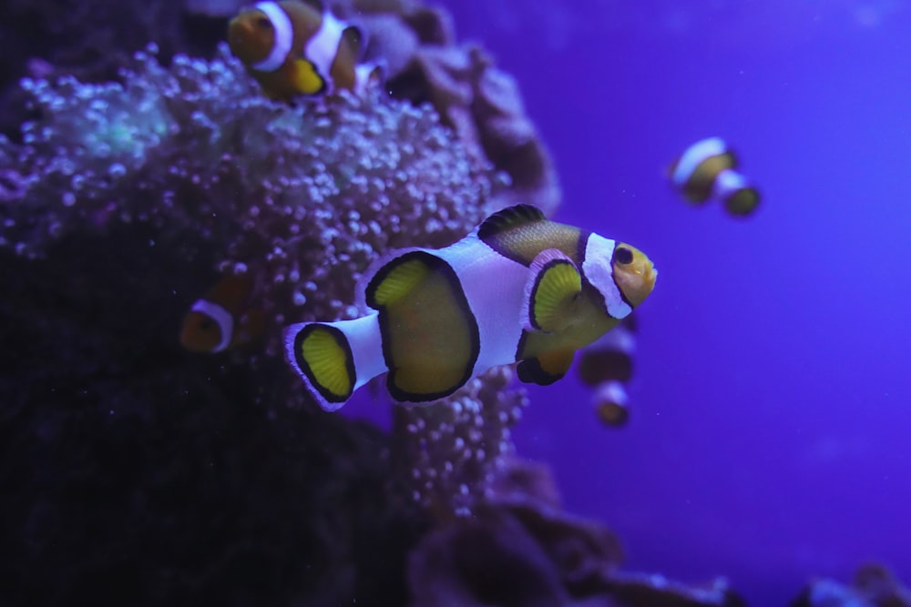a clown fish in an aquarium looking at the camera