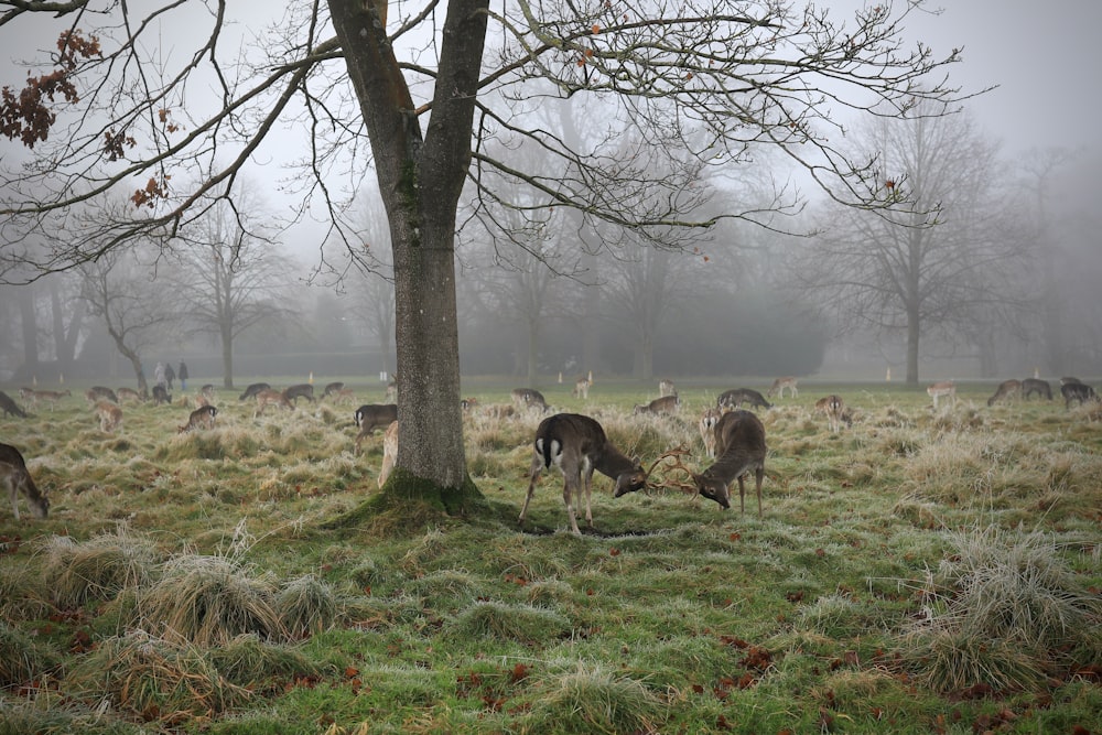 a herd of deer standing on top of a grass covered field