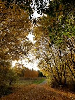 A serene path lined with autumn leaves under soft sunlight.