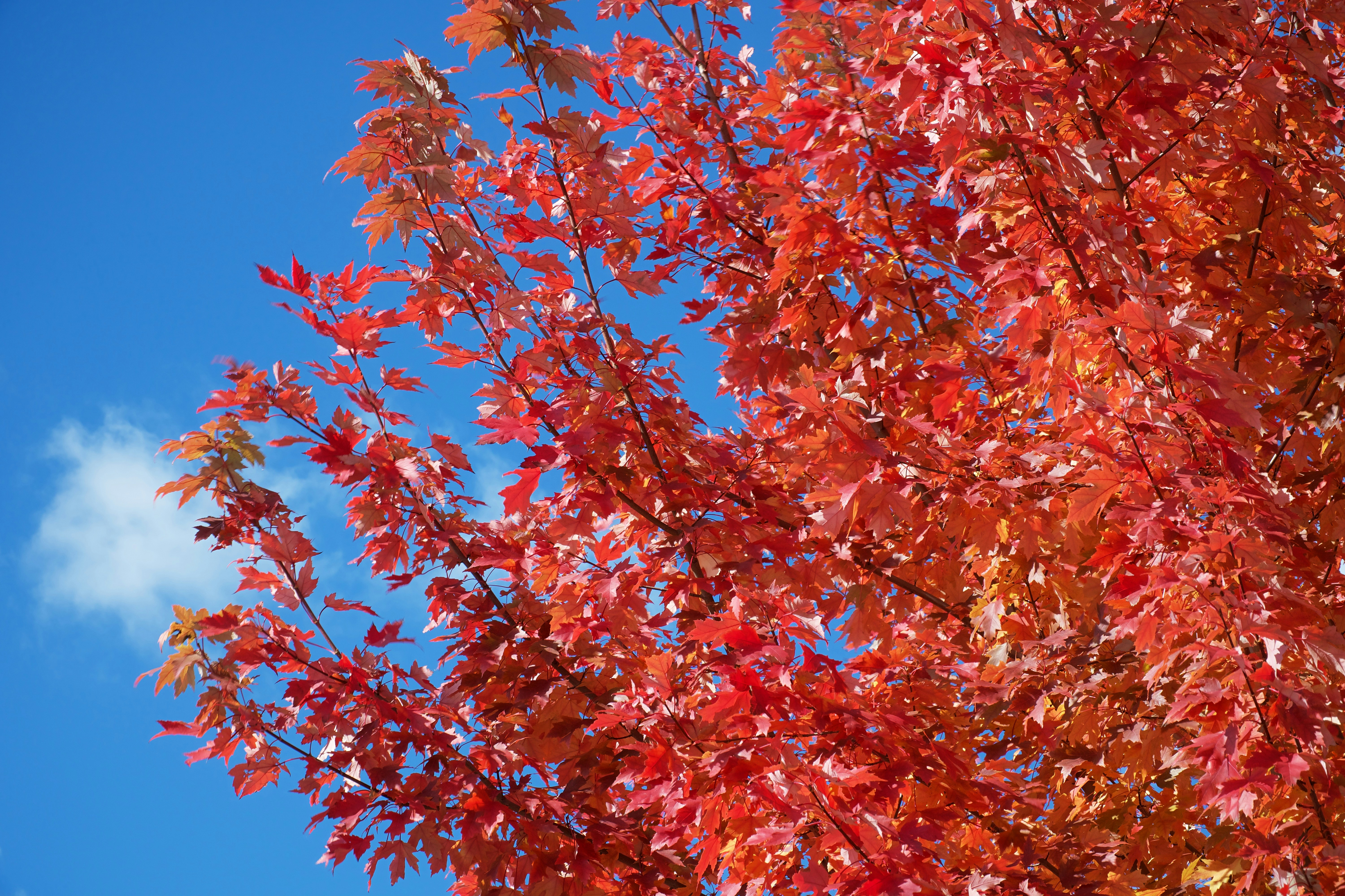 Buy Side Sentiment Tracker - Bullish Tech & EM