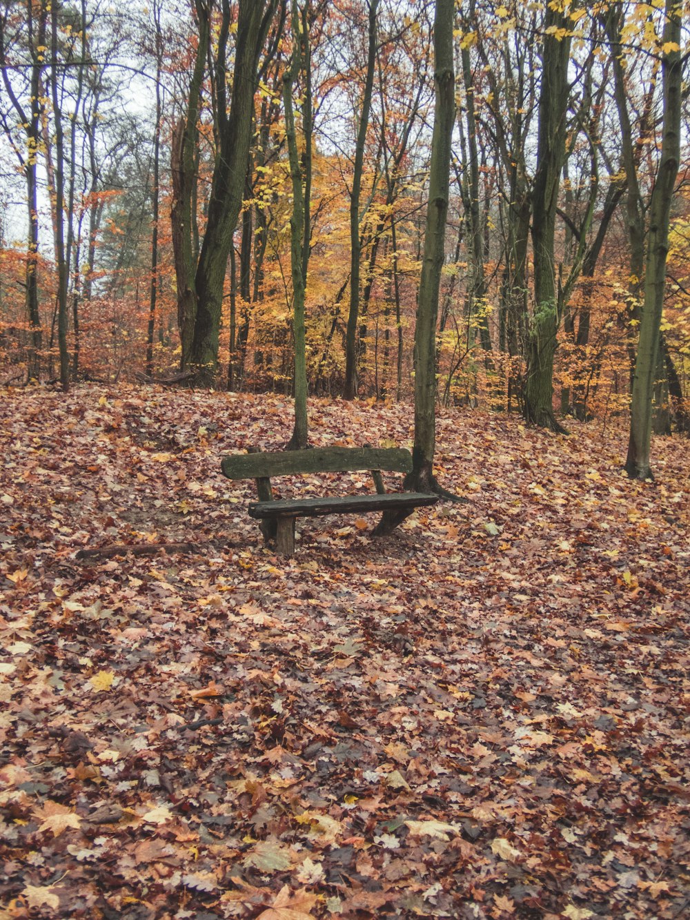 a park bench sitting in the middle of a forest