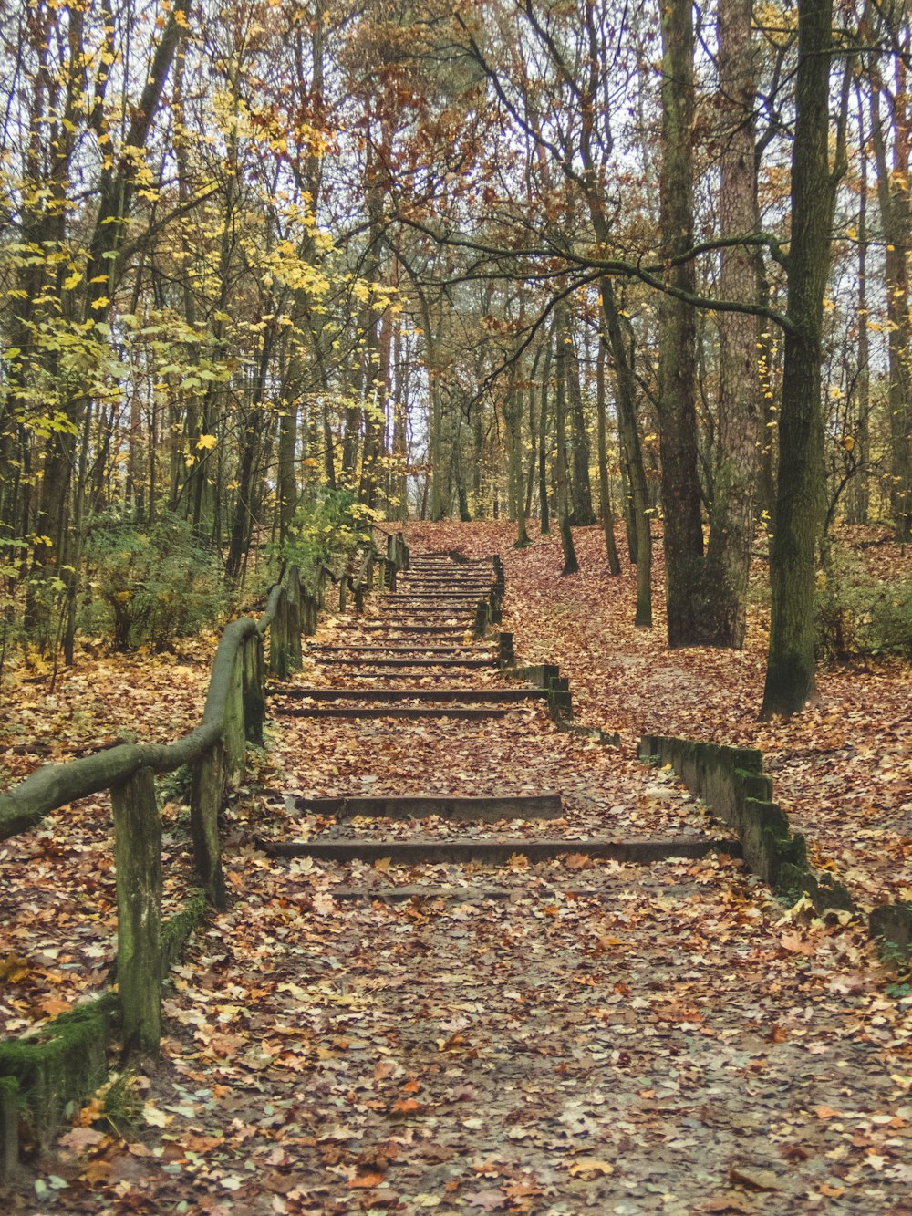 a set of wooden steps in the middle of a forest