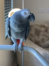 A grey parrot with striking plumage perched on a light-colored metal bar. Its beak is slightly open, and bright eyes suggest alertness. In the background, a cozy room is visible with a soft brown sofa and a circular light fixture near the window, partially covered by blinds.