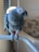 A grey parrot with striking plumage perched on a light-colored metal bar. Its beak is slightly open, and bright eyes suggest alertness. In the background, a cozy room is visible with a soft brown sofa and a circular light fixture near the window, partially covered by blinds.