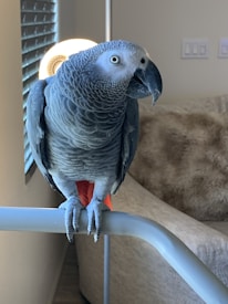 A grey parrot with striking plumage perched on a light-colored metal bar. Its beak is slightly open, and bright eyes suggest alertness. In the background, a cozy room is visible with a soft brown sofa and a circular light fixture near the window, partially covered by blinds.