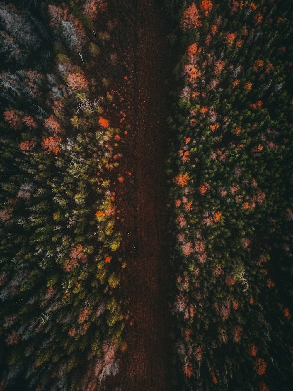 an aerial view of trees in a forest