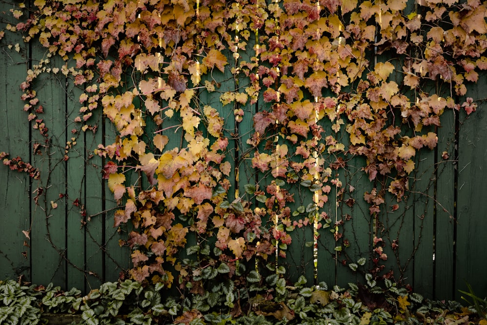 a green fence covered in lots of leaves