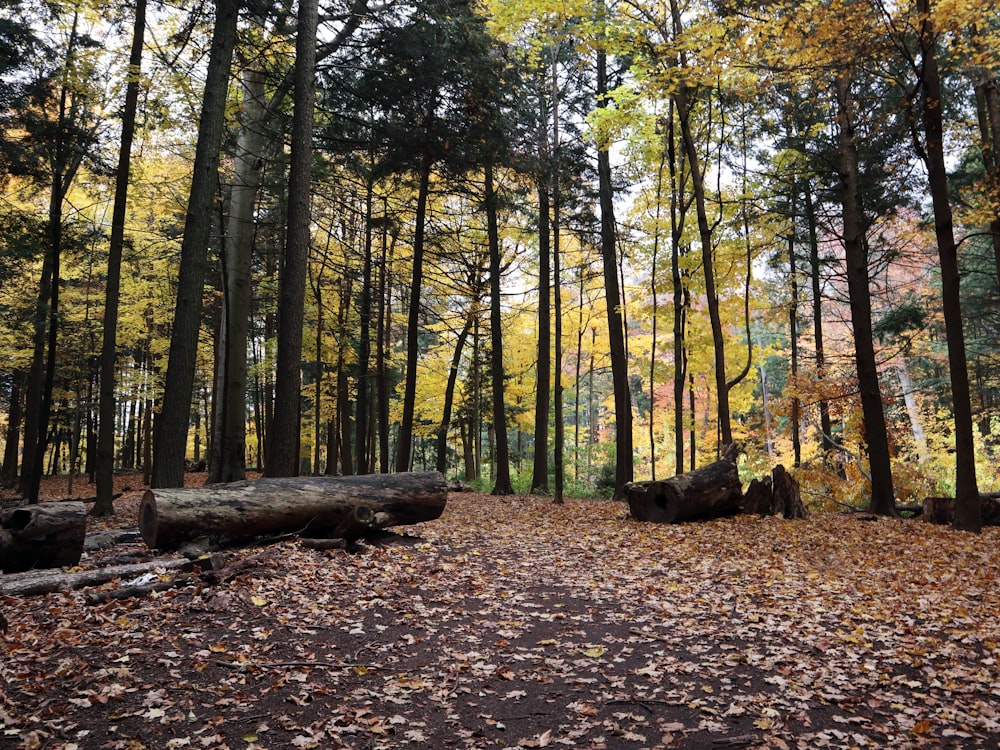 Ein Wald mit vielen Bäumen, die mit Blättern bedeckt sind