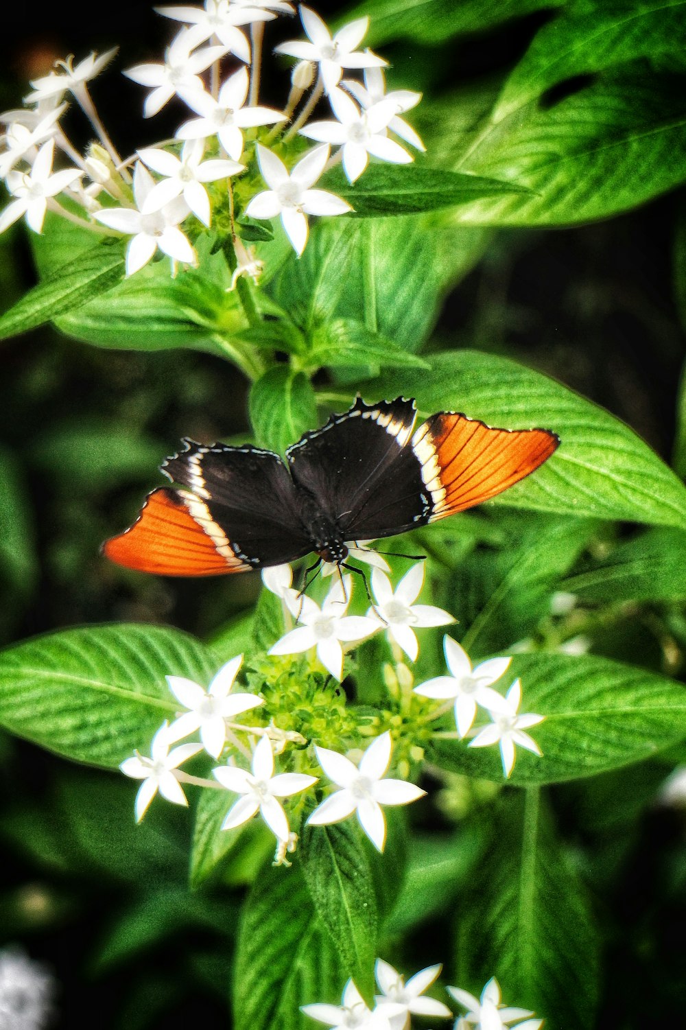 Una mariposa negra y naranja sentada sobre una flor blanca
