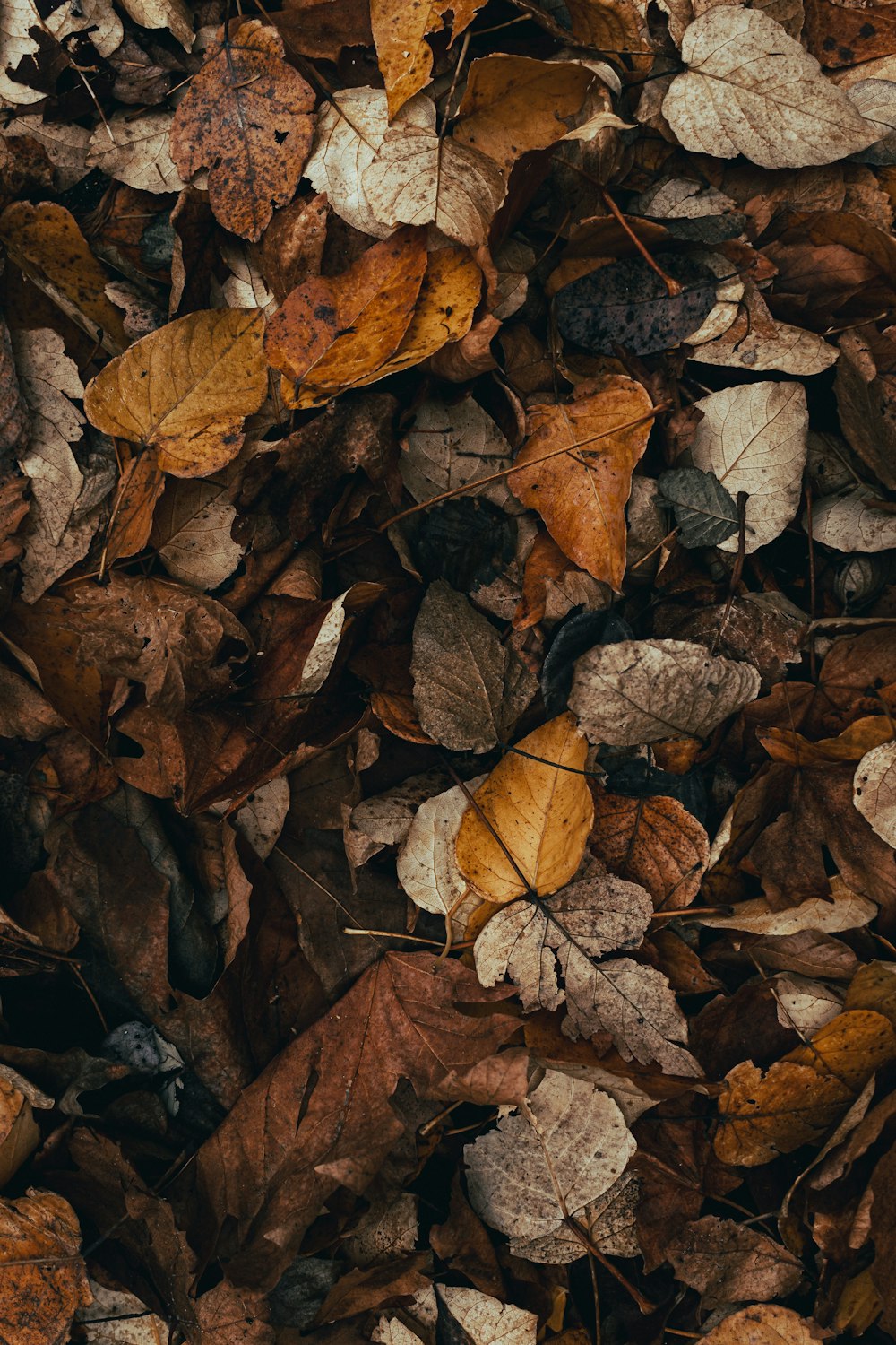 a bunch of leaves that are laying on the ground