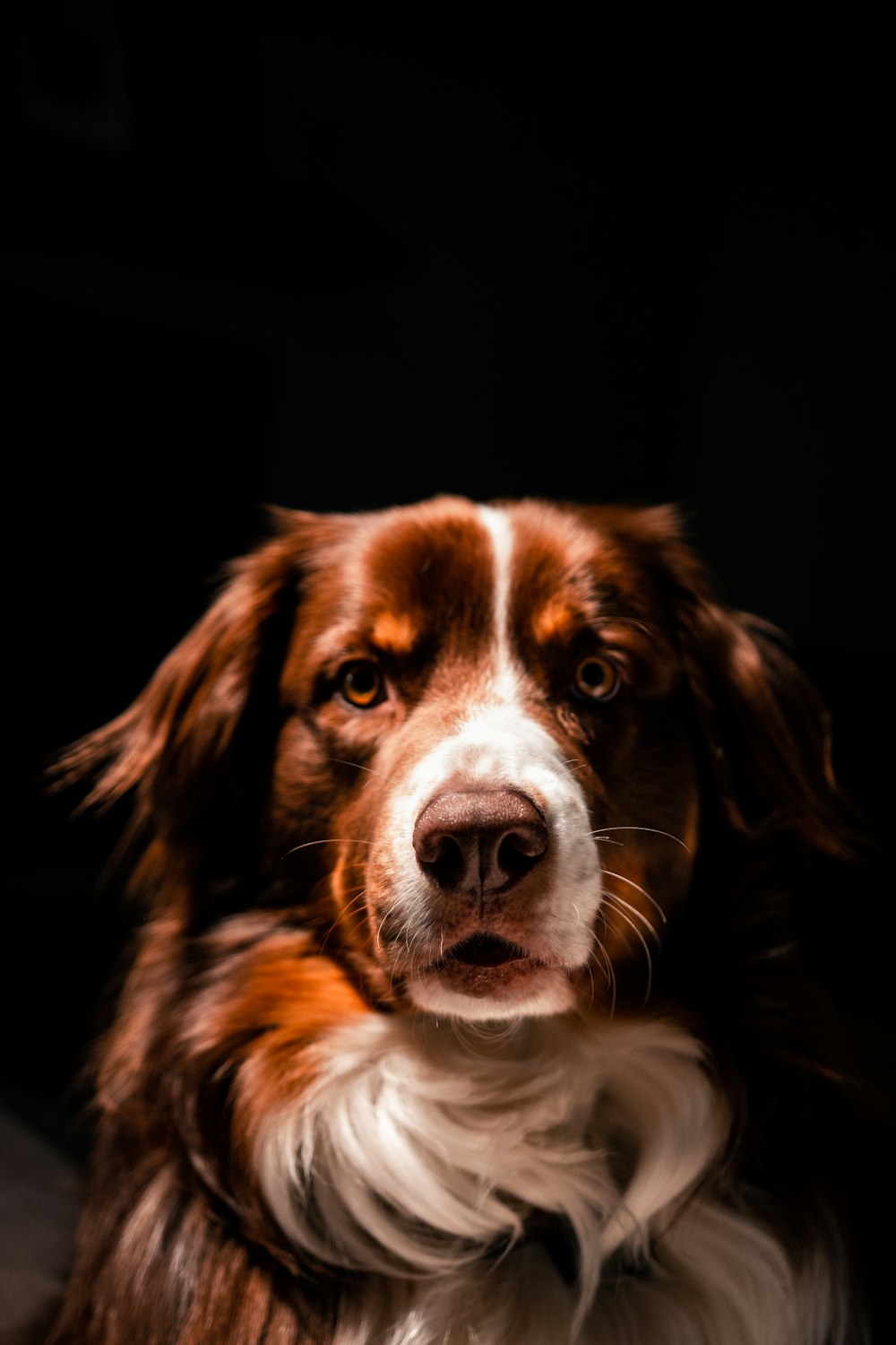 Ein braun-weißer Hund sitzt auf einem Boden