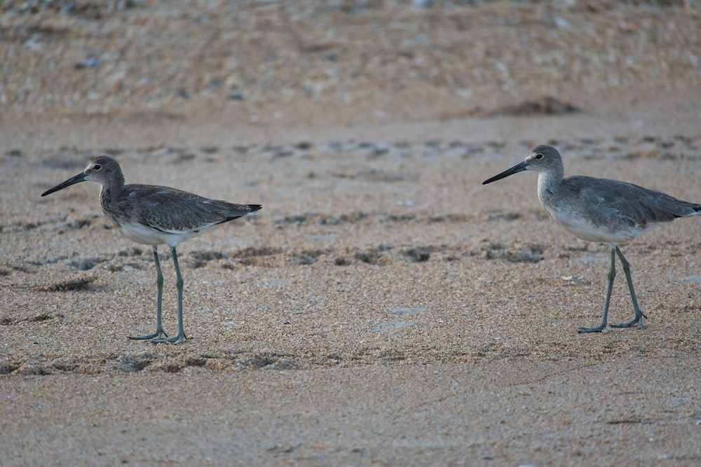 Un couple d’oiseaux debout au sommet d’une plage de sable