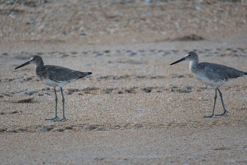 a couple of birds standing on top of a sandy beach